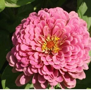 Zinnia Seed Mix